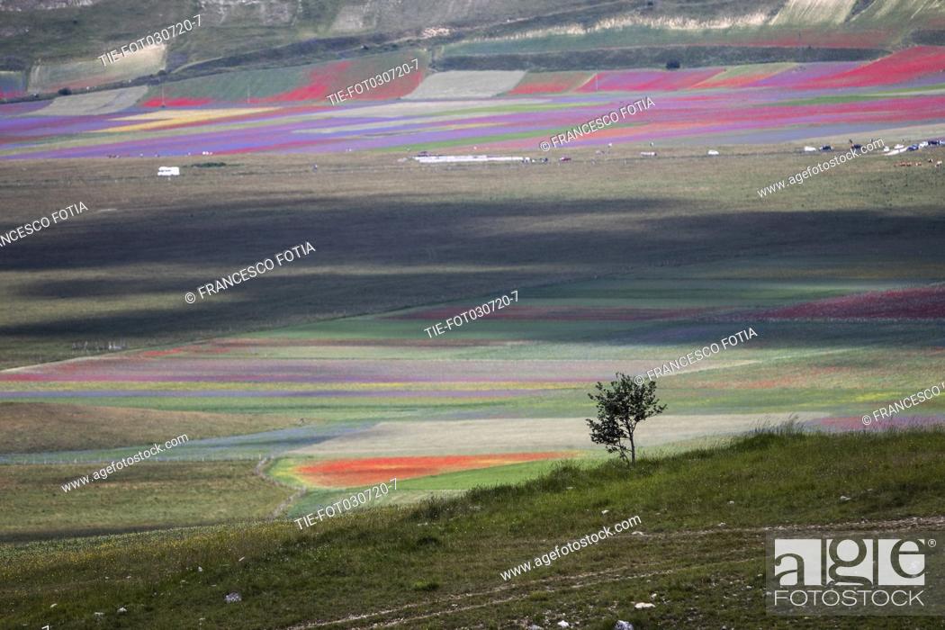 Stock Photo: Views of flowering of lentil fields in Castelluccio di Norcia (Perugia) , ITALY-03-07-2020.