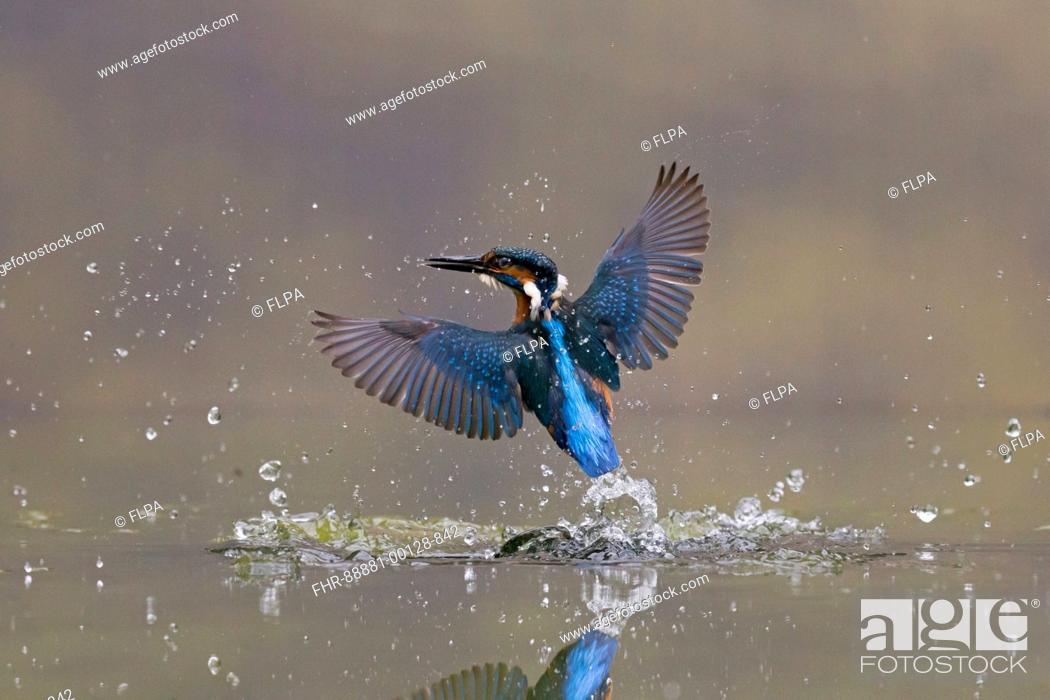 Stock Photo: Common Kingfisher (Alcedo atthis) adult male, in flight, emerging from water following unsuccessful dive, Suffolk, England, July.