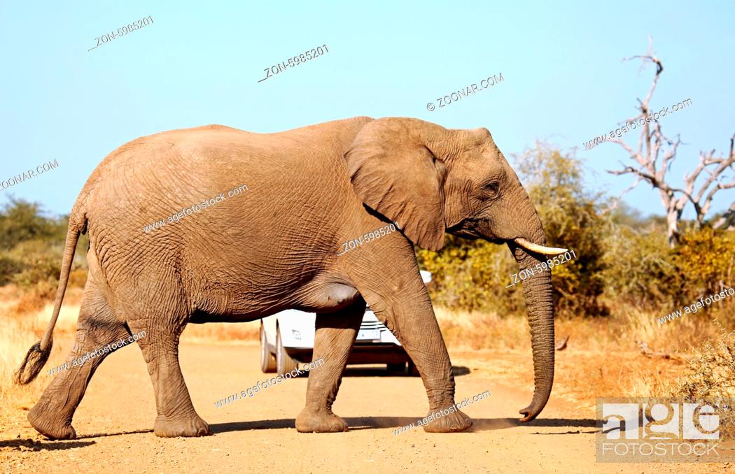 Stock Photo: Elefant geht über die Straße vor einem Auto im Kruger Nationalpark Südafrika; african elephant crossing the street, south africa, wildlife.