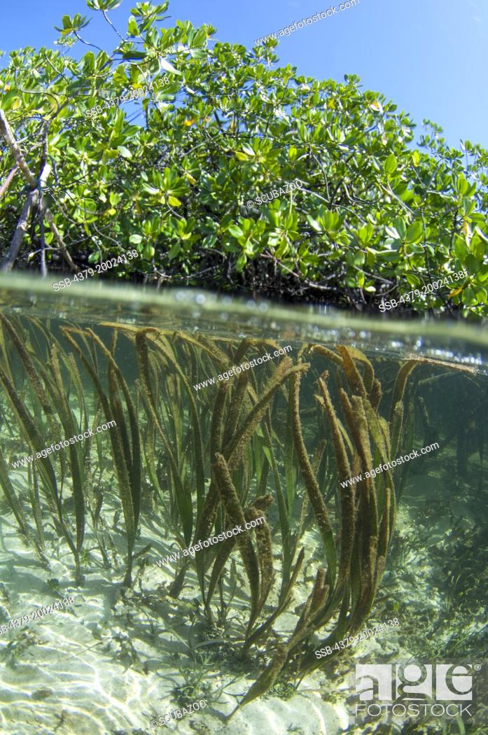 Imagen: Split-level of long blades of seagrass in shallow water reaching the surface, and mangrove trees above, Taliabu Island, Sula Islands, Indonesia.