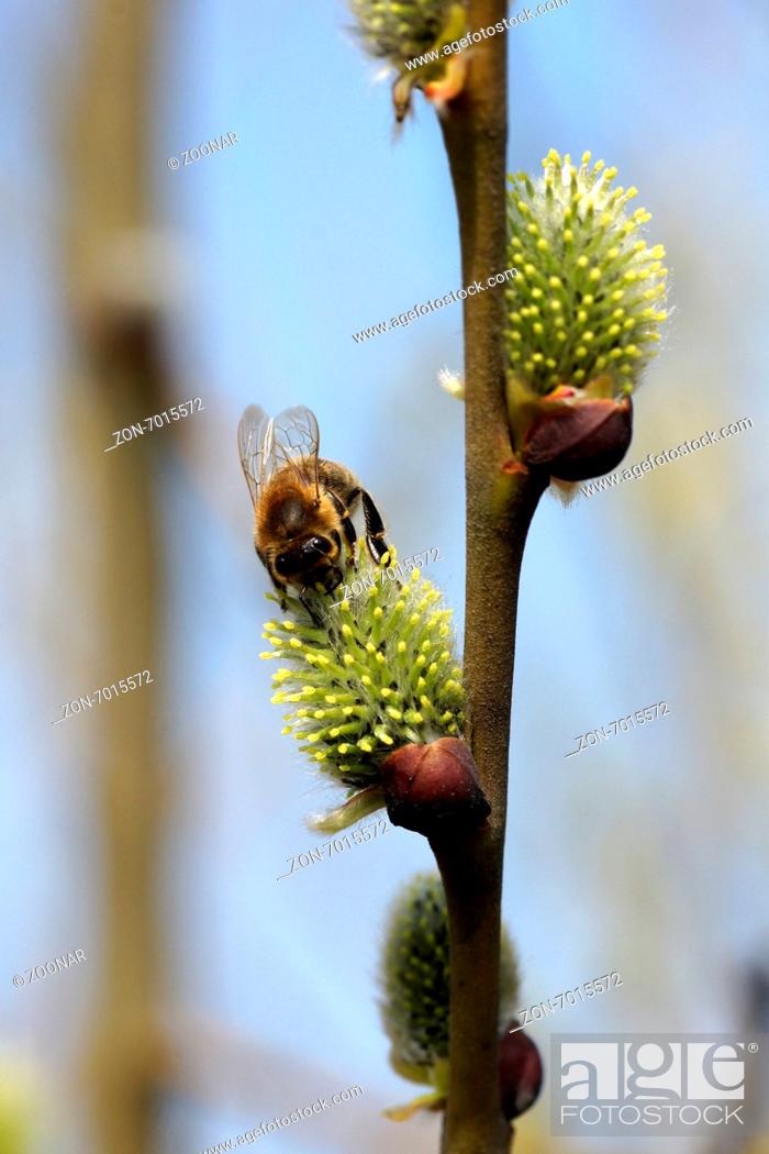 Stock Photo: Goat willow, female flowers with bee.