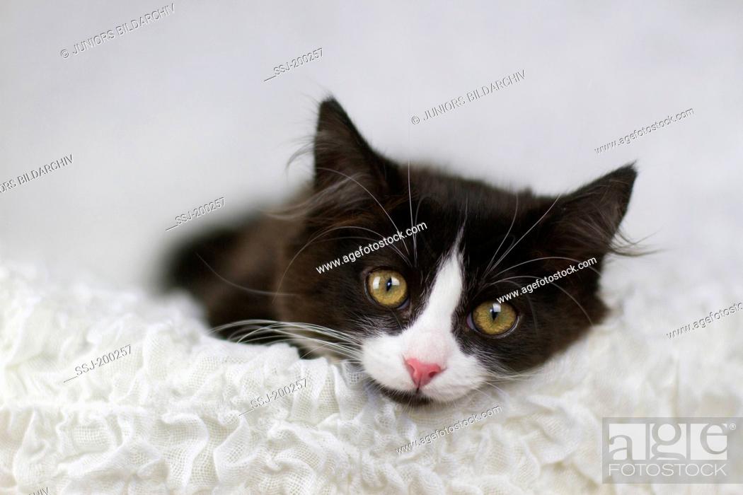 European Shorthair Black And White Kitten Lying On A White Blanket Stock Photo Picture And Rights Managed Image Pic Ssj 200257 Agefotostock