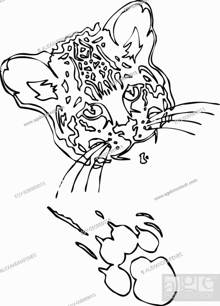 Leopard Puma Or Jaguar Face Realistic Graphics With Print Of Paw