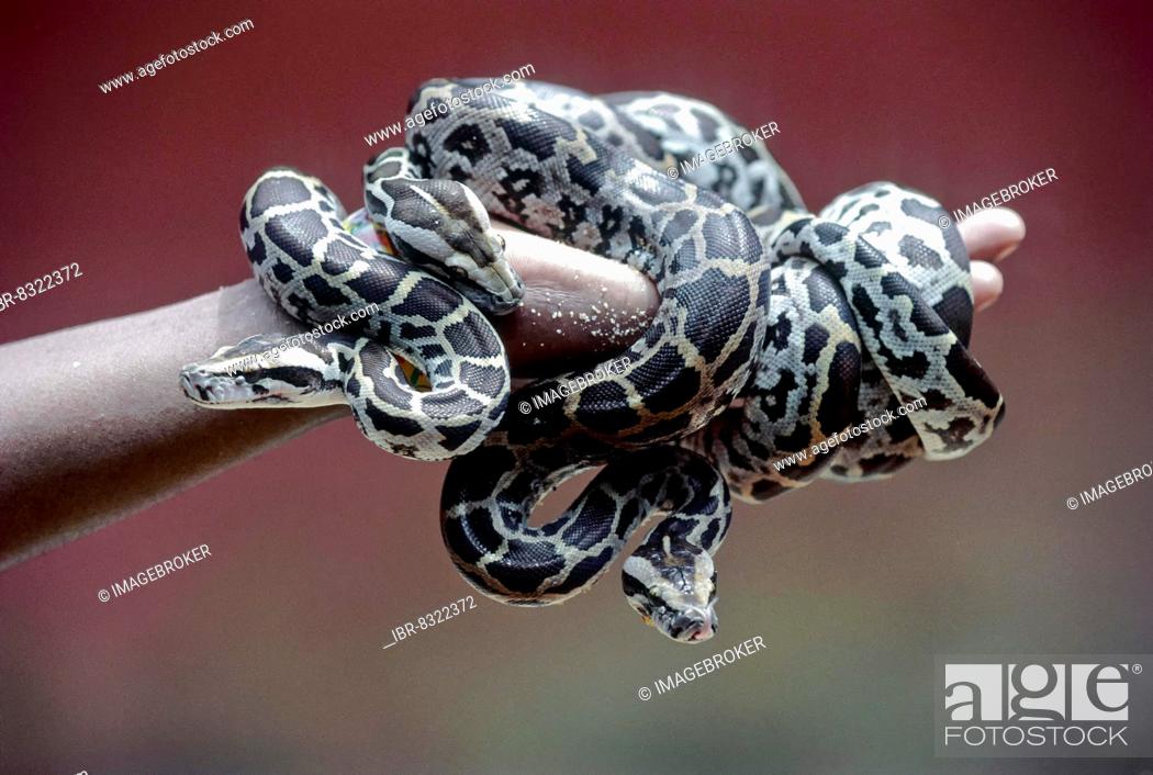 Python on a hand, Arignar Anna Zoological Park at Vandalur (Vandalur Zoo)  in Chennai, Tamil Nadu, Stock Photo, Picture And Rights Managed Image. Pic.  IBR-8322372 | agefotostock