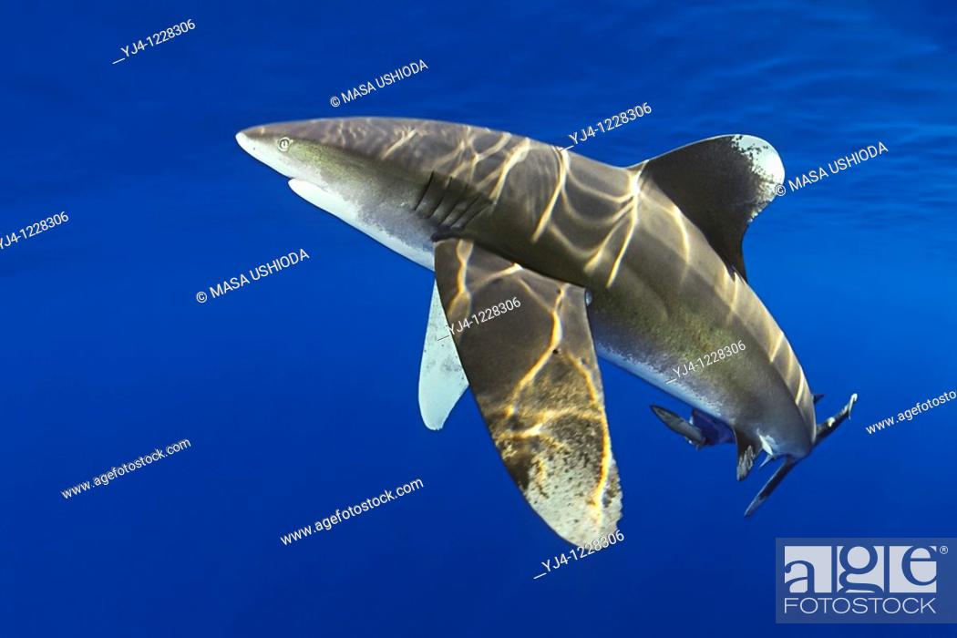 Stock Photo: oceanic whitetip shark, Carcharhinus longimanus, with remora, Remora sp , IUCN Vulnerable Species, Kona Coast, Big Island, Hawaii, USA, Pacific Ocean.