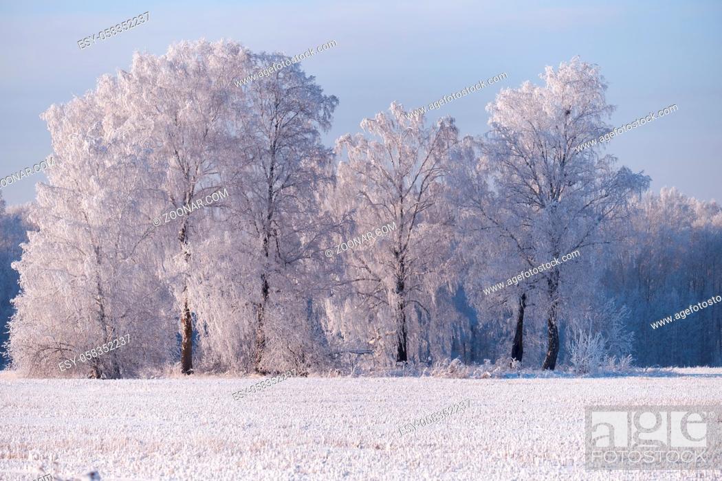 Stock Photo: Siberian natural winter season landscape. Frozen birch trees covered with hoarfrost and snow.