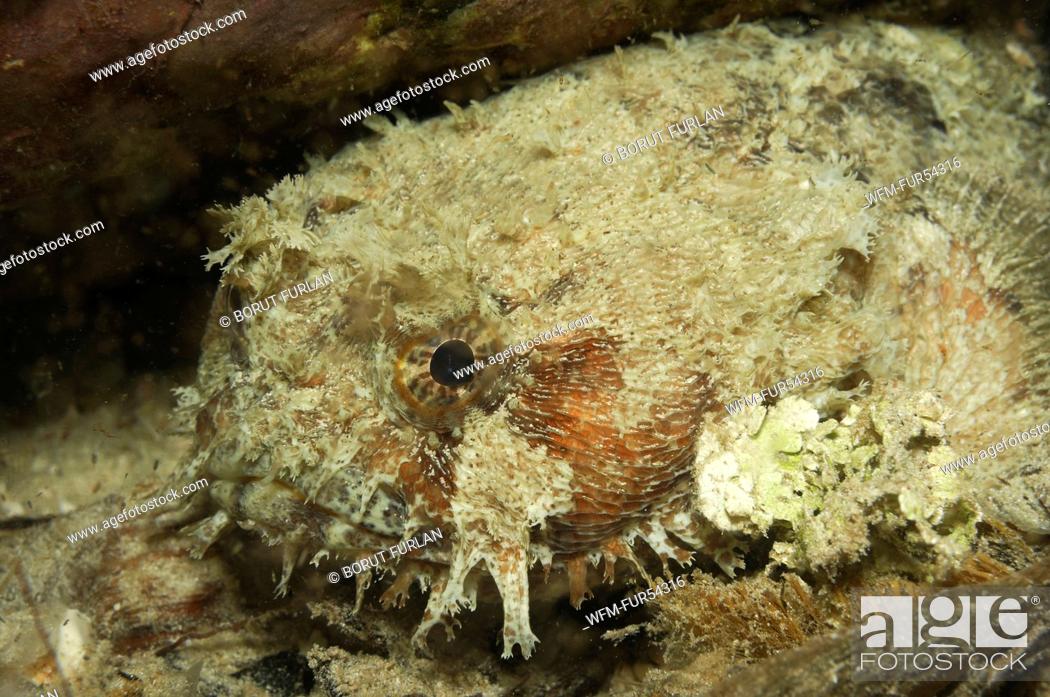 Stock Photo: Banded Toadfish, Halophyme diemensis, Waigeo, Raja Ampat, West Papua, Indonesia.
