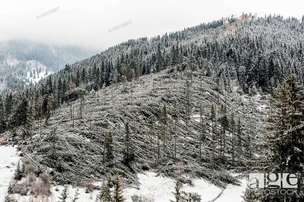 Stock Photo: Winter pine tree forest destroyed, affected by a powerful snowstorm. Natural disaster.