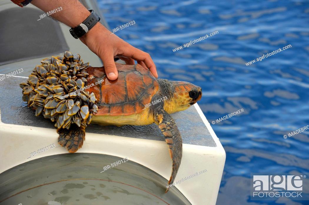 Stock Photo: Loggerhead (Caretta caretta) Turtle juvenile, held on boat, unable to dive as rear of carapace covered in Goose Barnacles (Pedunculata sp.), Azores.