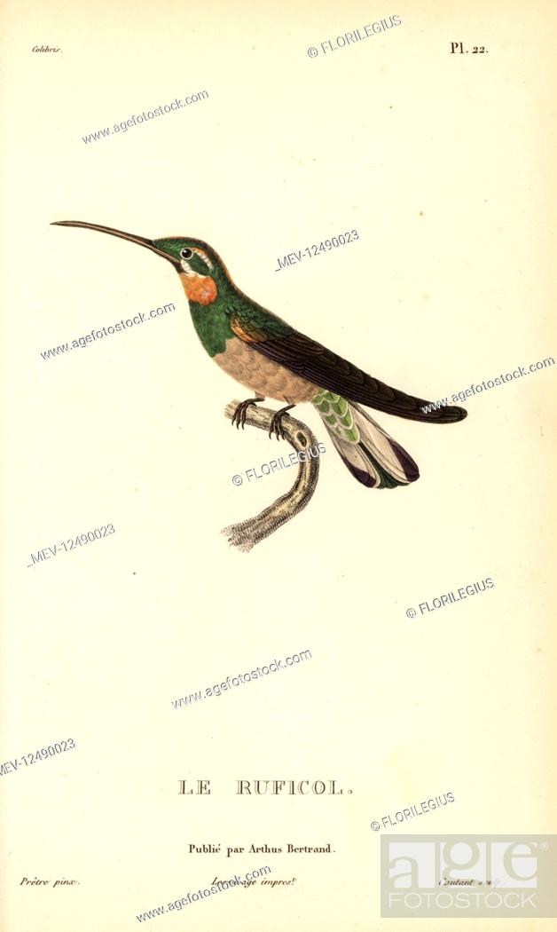 Stock Photo: Pale-tailed barbthroat, Threnetes leucurus (Trochilus leucurus). Handcolored steel engraving by Coutant after an illustration by Jean-Gabriel Pretre from Rene.