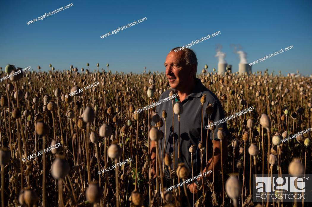 Stock Photo: Vlastimil Danhel, director of the Danhel Agro company, poses in opium poppy field near Tyn nad Vltavou, Budweis, Czech Republic, on July 31, 2020.