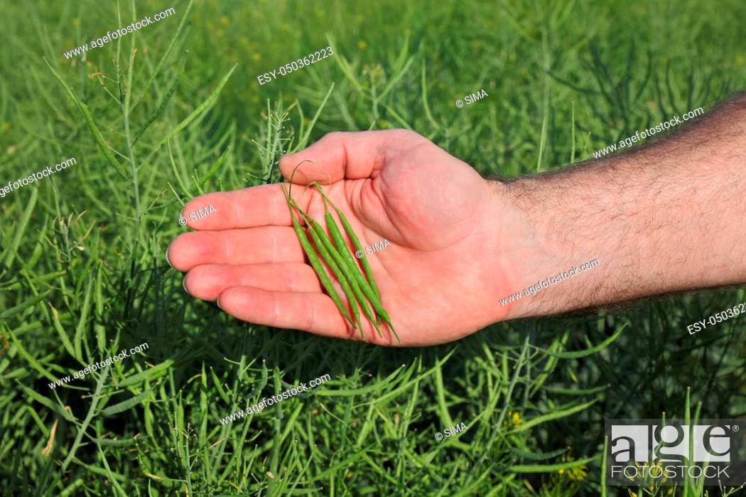 Stock Photo: Farmer or agronomist showing green oil rape crop, pod in his hand, and examining it.