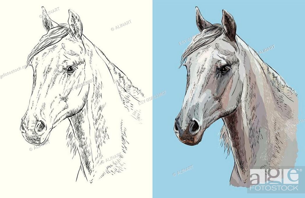 Arabian Horse - pencil drawing FULL PROCESS - YouTube