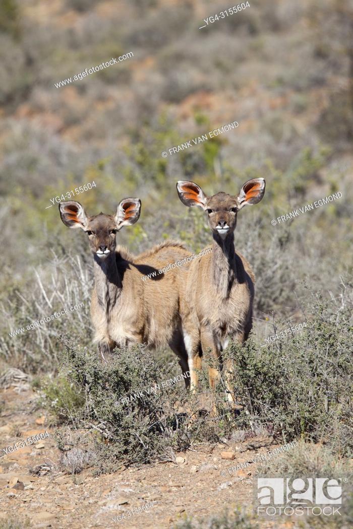 Stock Photo: Greater Kudu, Karoo National Park.
