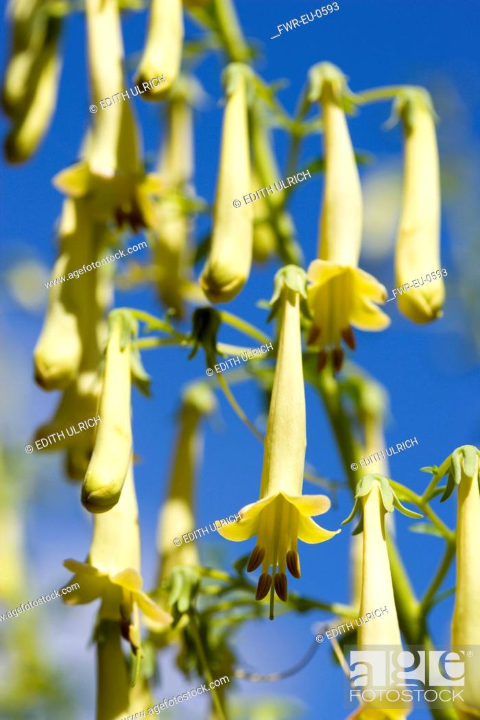 Imagen: Cape fuchsia, Phygelius 'Funfare Yellow', Several pendulous tubular flowers growing on a plant outdoors, against a blue sky.