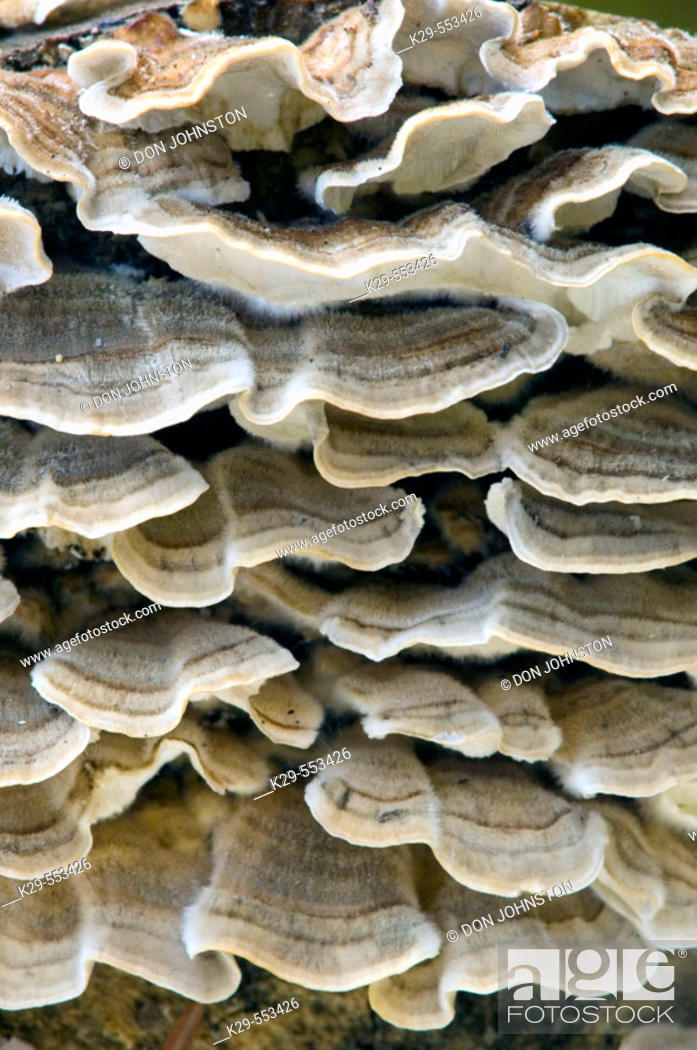 Stock Photo: False turkey tail fungus (Stereum ostrea). Fruiting bodies on decaying log. Killarney Provincial Park, Ontario.