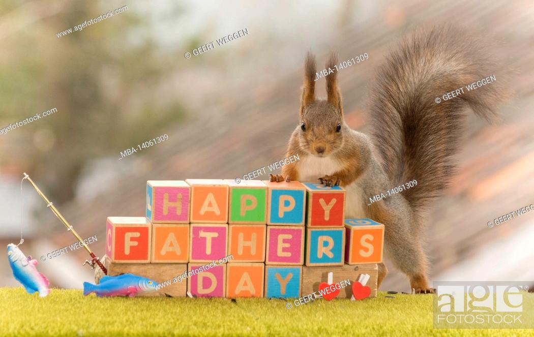 Stock Photo: red squirrel standing with wooden blocks with the words happy fathers day.