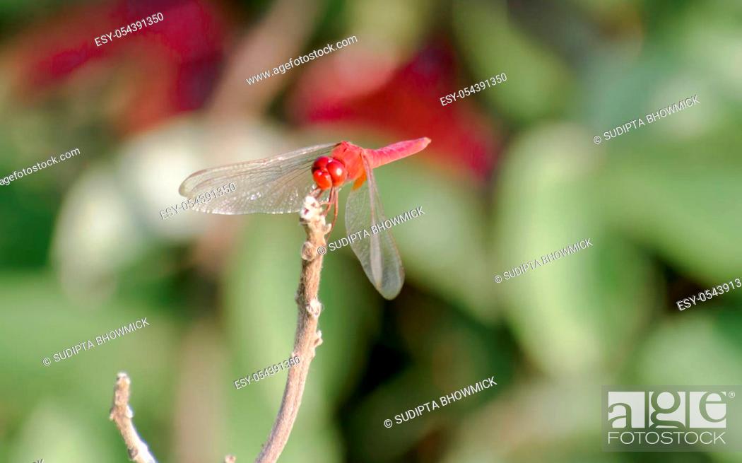 Stock Photo: Common Dragonfly Damselfly insect (Odonata infraorder Anisoptera) grasshopper family. A beautiful colorful creature in the natural world.