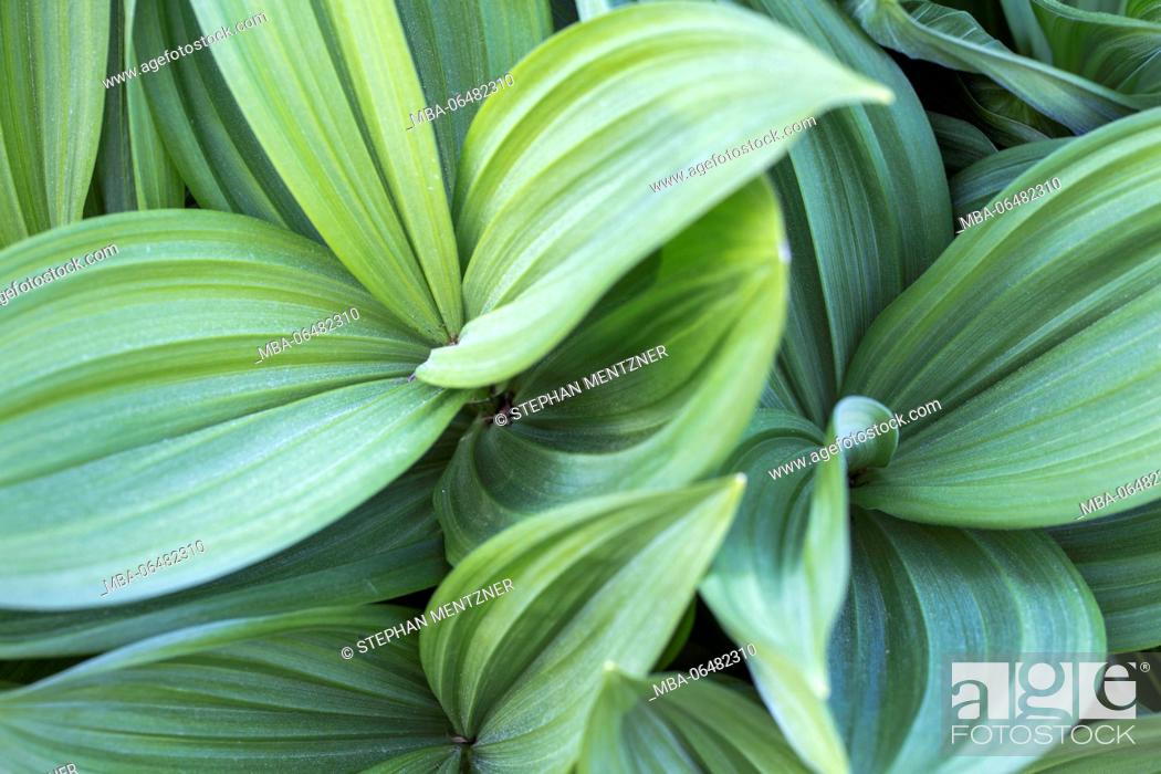 Stock Photo: Ornamental plant, striped leaves in different green tones, material, background,.