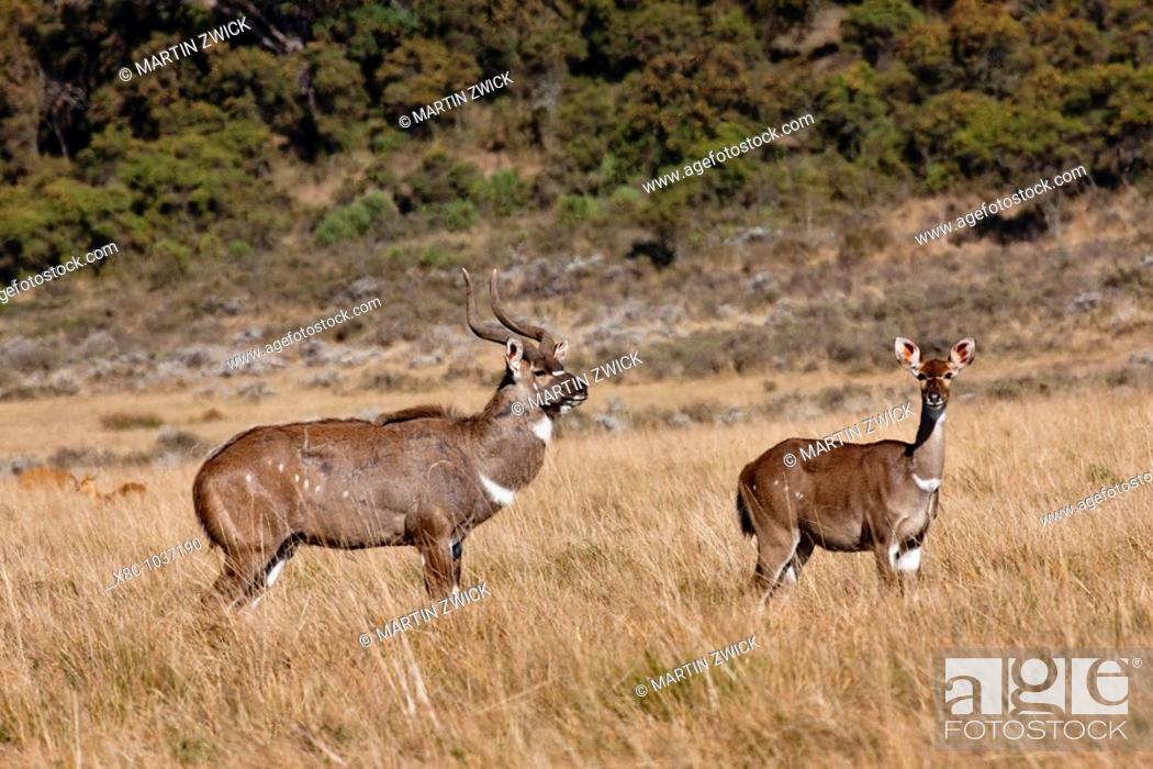 Stock Photo: pair of Mountain Nyala Tragelaphus buxtoni in Bale Mountains national Park  The Mountain Nyala is an endangered antelope.