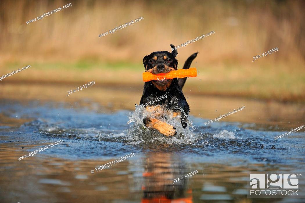 Stock Photo: playing Rottweiler.