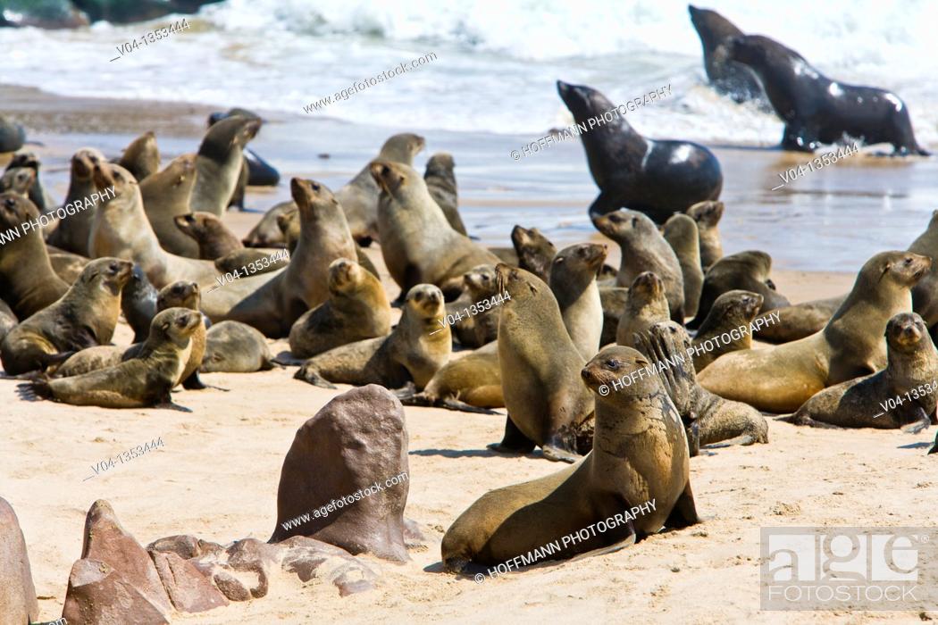 Stock Photo: Colony of cape fur seals (Arctocephalus pusillus) on the shore in the Skeleton Coast Park, Namibia, Africa.