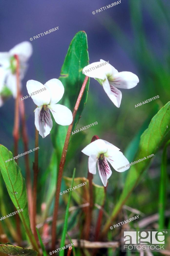 Stock Photo: Primrose-leaved Violet (Viola primulifolia) in Bog, Pine Barrens, New Jersey.