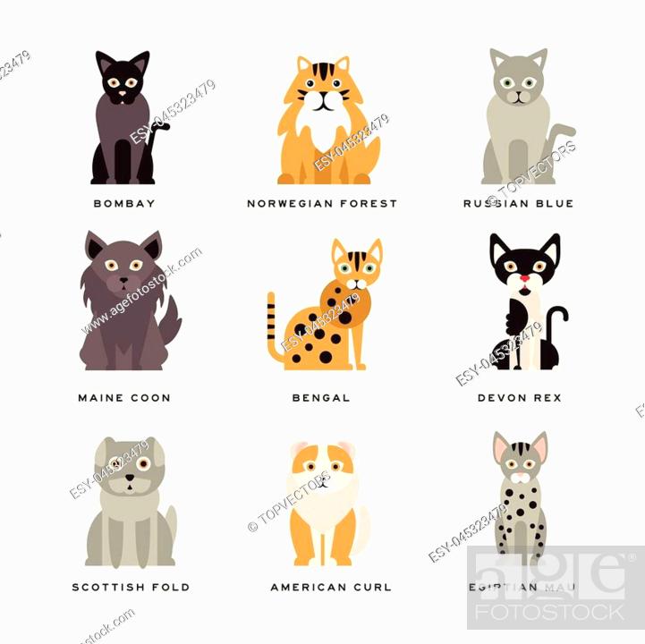 Different flat breeds of cats. Domestic popular and rare exotic animals,  Stock Vector, Vector And Low Budget Royalty Free Image. Pic. ESY-045323479  | agefotostock