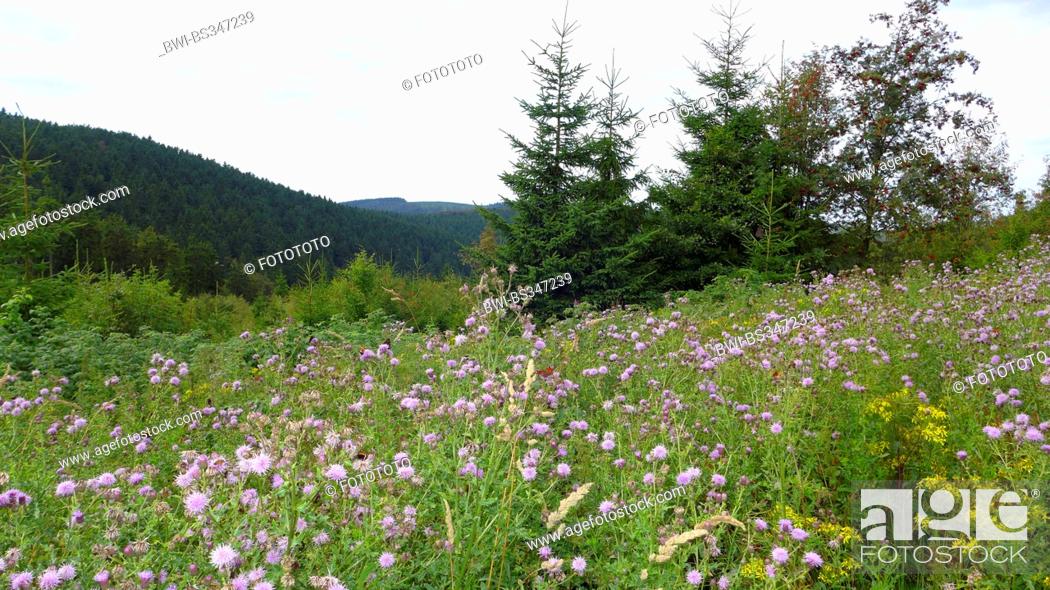 Stock Photo: Canada thistle, creeping thistle (Cirsium arvense), butterflies on blooming thistles at storm damaged forest area by hurricane Kyrill, Germany.