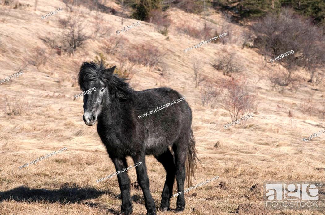 Stock Photo: Young highland hinny grazing on winter mountain meadow in clear sunny day.