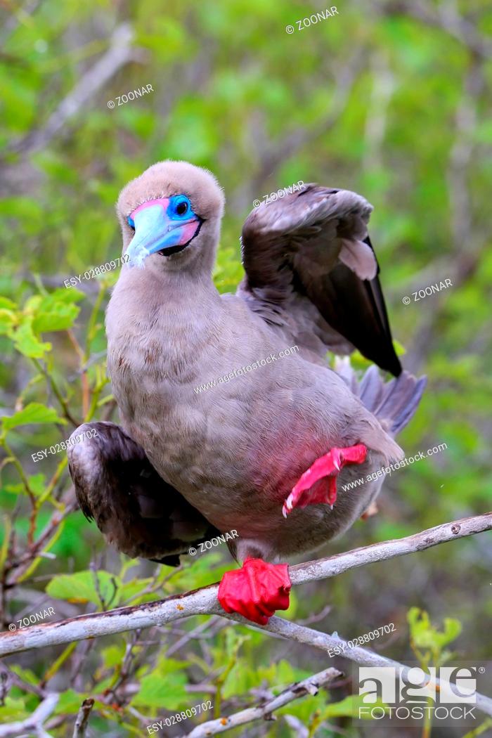 Stock Photo: Red-footed booby on Genovesa island, Galapagos National Park, Ecuador.