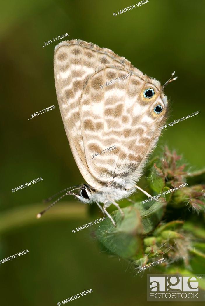 Stock Photo: Lang's Short Tailed Blue Leptotes pirithous.