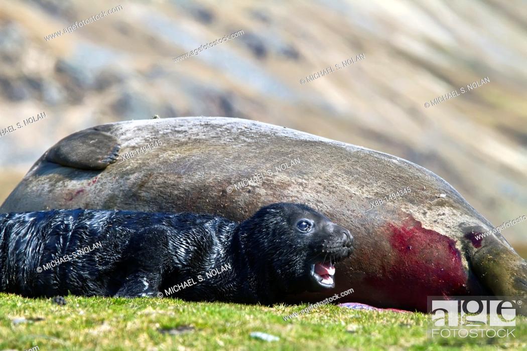 Pregnant female southern elephant seal Mirounga leonina giving birth on the  beach near the abandoned..., Stock Photo, Picture And Rights Managed Image.  Pic. X8B-1494345 | agefotostock