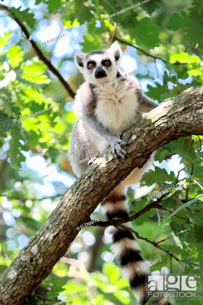 Stock Photo: Lemur catta (maki) of Madagascar sitting on a branch and looking down.