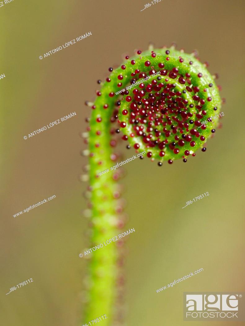 Stock Photo: carnivorous plant Drosophyllum lusitanicum  Mediterranean region, Cadiz  Andalusia  Spain.