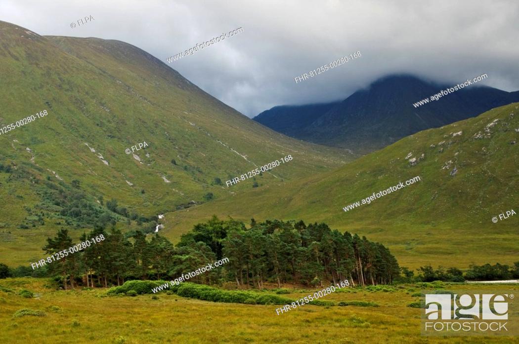 Stock Photo: View of moorland valley with pine trees, Glen Etive, Highlands, Scotland.