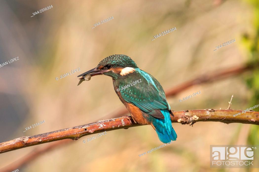 Stock Photo: Kingfisher Alcedo atthis, juvenile. Flix, Tarragona province, Catalonia, Spain.