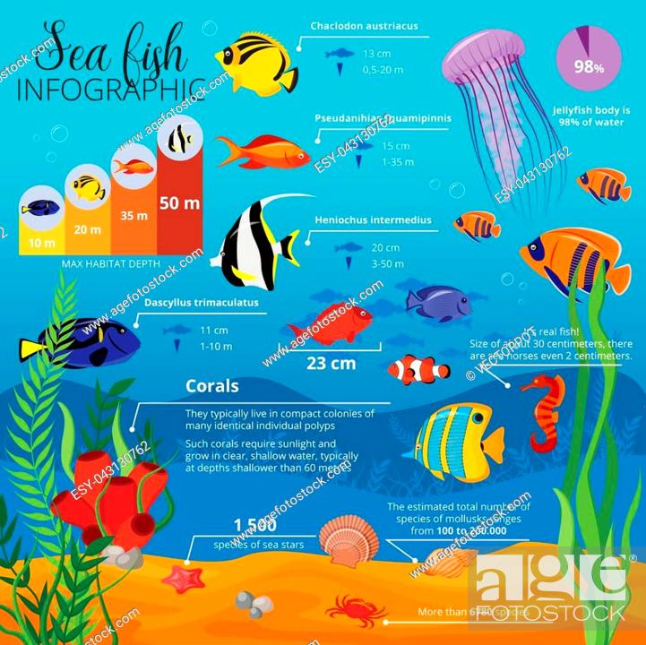 Sea life animals plants infographic with types of fish their sizes and  descriptions vector..., Stock Vector, Vector And Low Budget Royalty Free  Image. Pic. ESY-043130762 | agefotostock