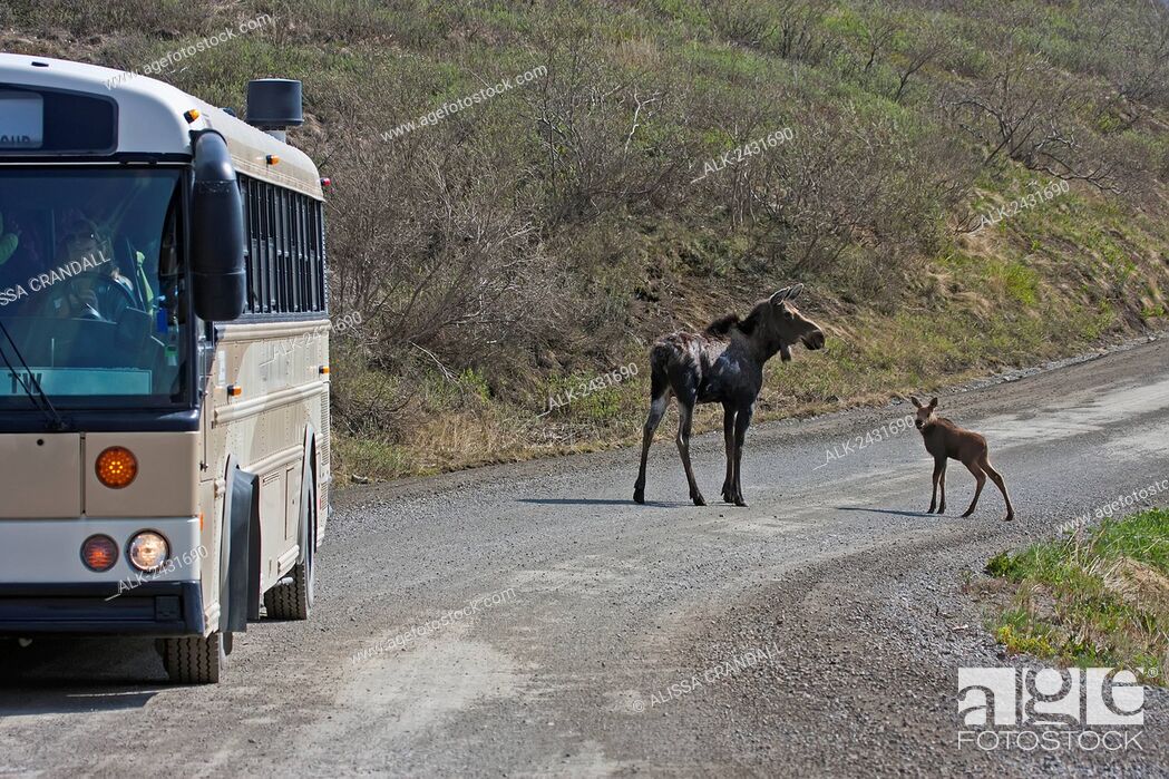 Stock Photo: Moose (Alces Alces) cow and calf stand in the middle of the Park Road as a tour bus passes, Denali National Park, Interior Alaska.