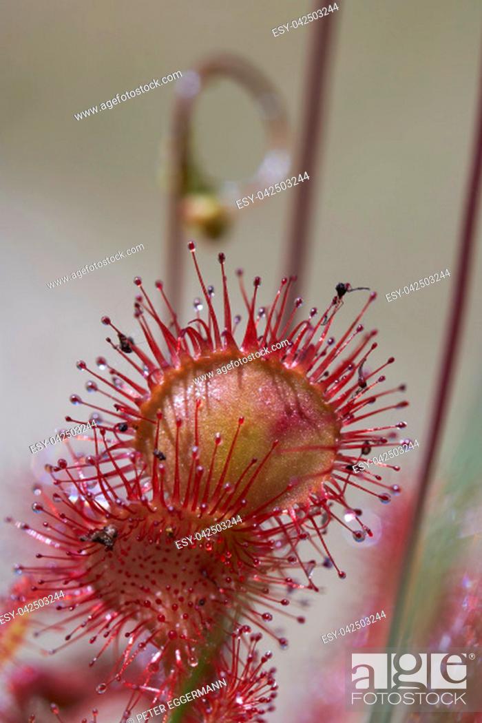 Stock Photo: Round-leaved sundew - macro shot of the tentacles with their sticky secretion.