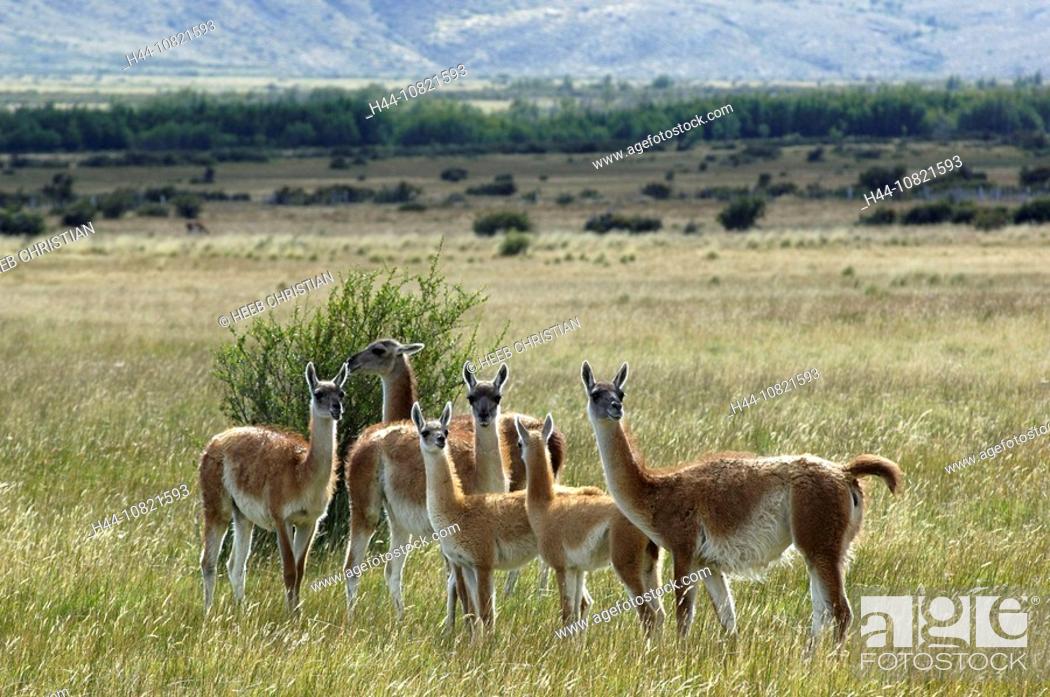 Stock Photo: Paso Rodolfo Roballos, As sharp, Patagonia, Chile, Guanako, llama, lama, guanicoe, stoves, ranges, herd,.