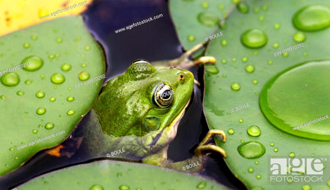 Stock Photo: Frog on lily pad a macro background.