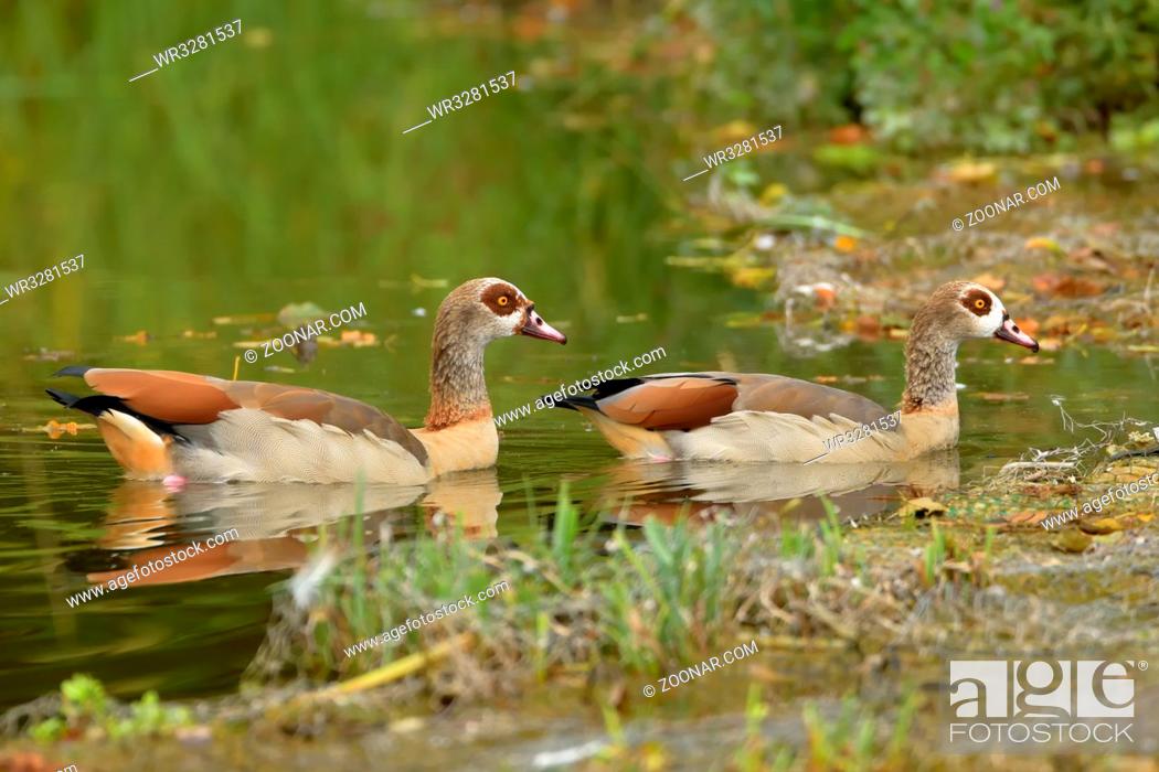 Photo de stock: Nilgaense auf dem Teich.