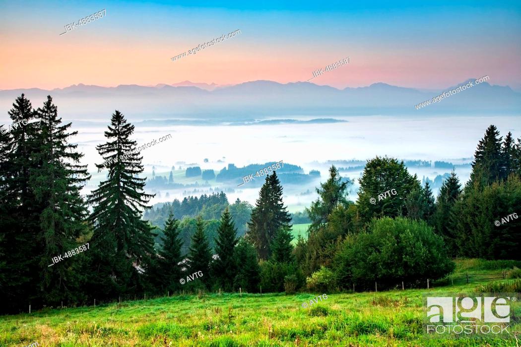 Stock Photo: View from the Auerberg near Bernbeuren, early morning mist in the valley at dawn, in the back Alpine range, Allgäu, Bavaria, Germany.
