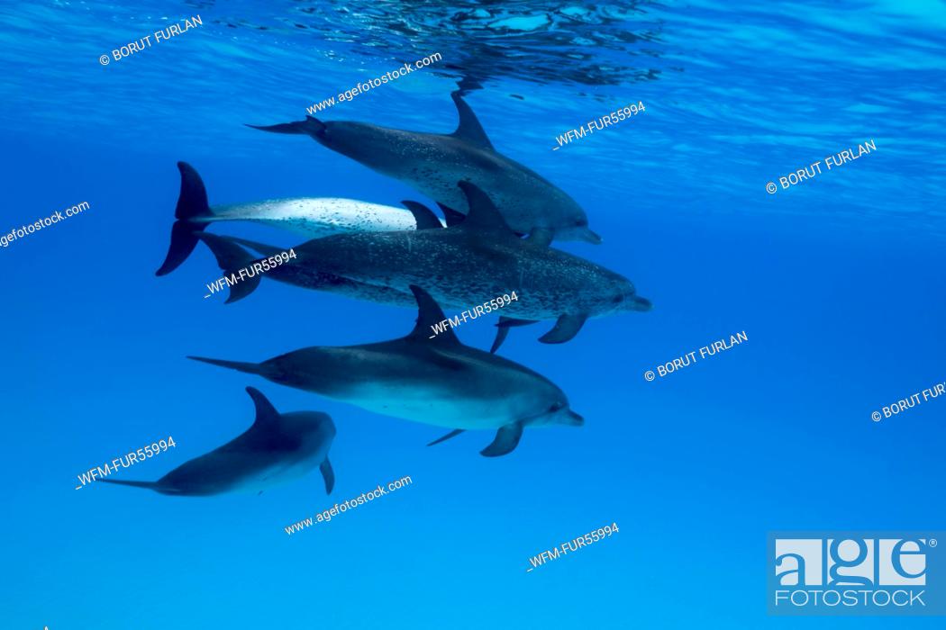 Stock Photo: Atlantic Spotted Dolphin, Stenella frontalis, Caribbean, Bahamas.