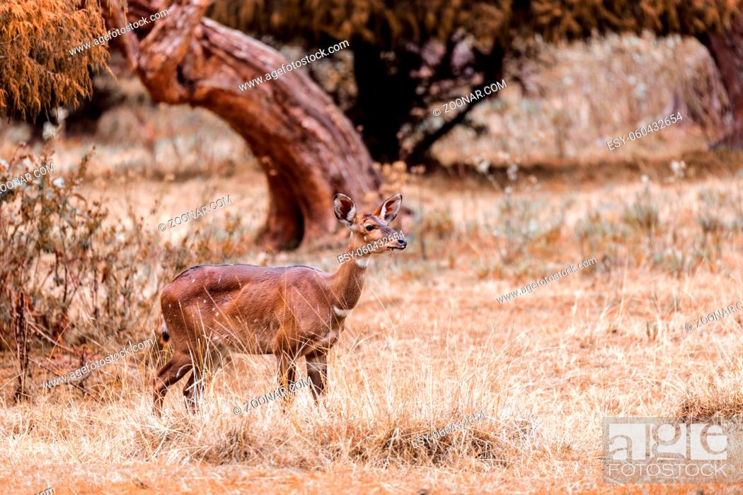Stock Photo: female of endemic very rare Mountain nyala, Tragelaphus buxtoni, big antelope in natural habitat Bale mountain National Park, Ethiopia, Africa wildlife.