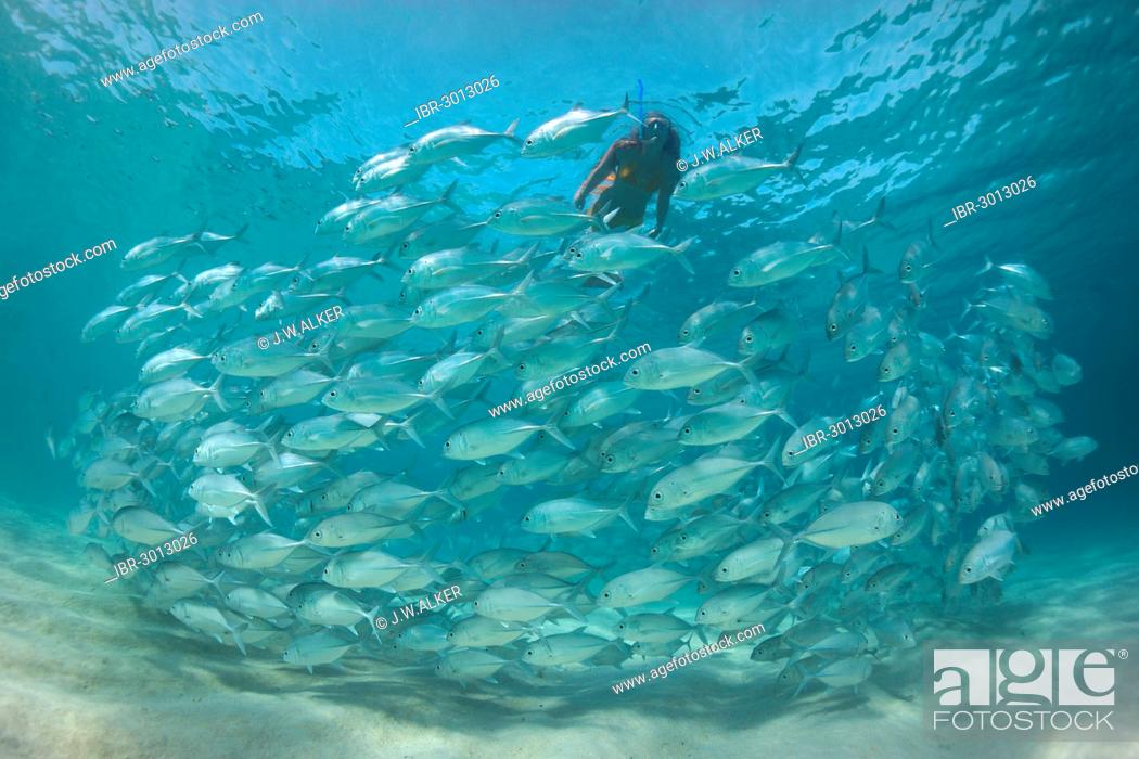 Stock Photo: Women snorkling dressed as a mermaid in a school of Bigeye Trevally (Caranx sexfasciatus) in a lagoon, Philippines, Asia.