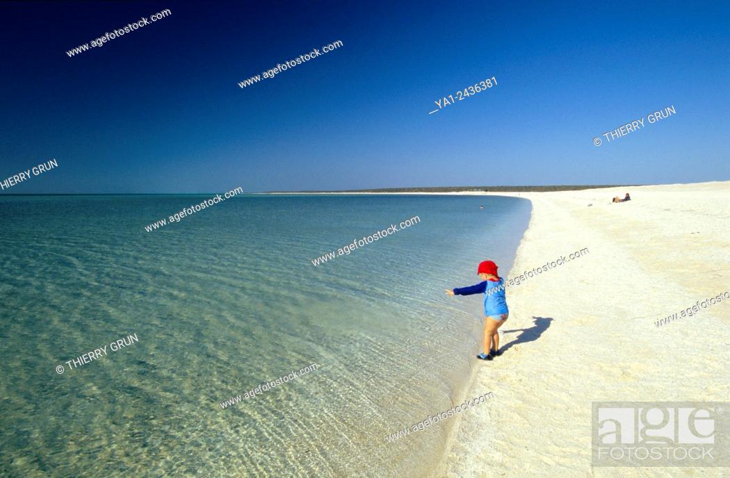 Stock Photo: Australia, Western Australia, Shark bay, Haridon Bight, Shell Beach, beach composed only of small shells Fragum erugatum.