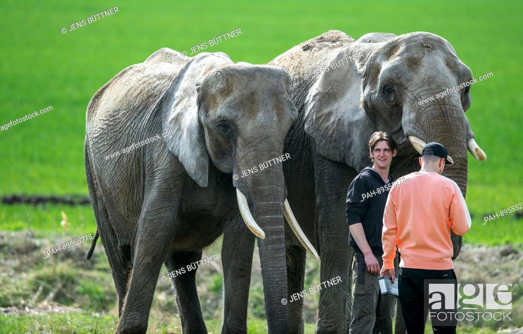 Stock Photo: Erwin Frankello stands next to two elephants during the shooting of a music video at the elephant farm in Platschow, Germany, 31 March 2017.