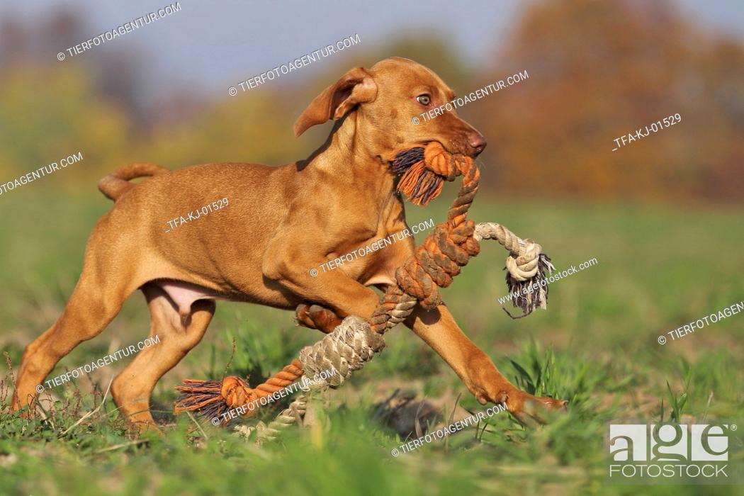 Imagen: running Magyar Vizsla puppy.